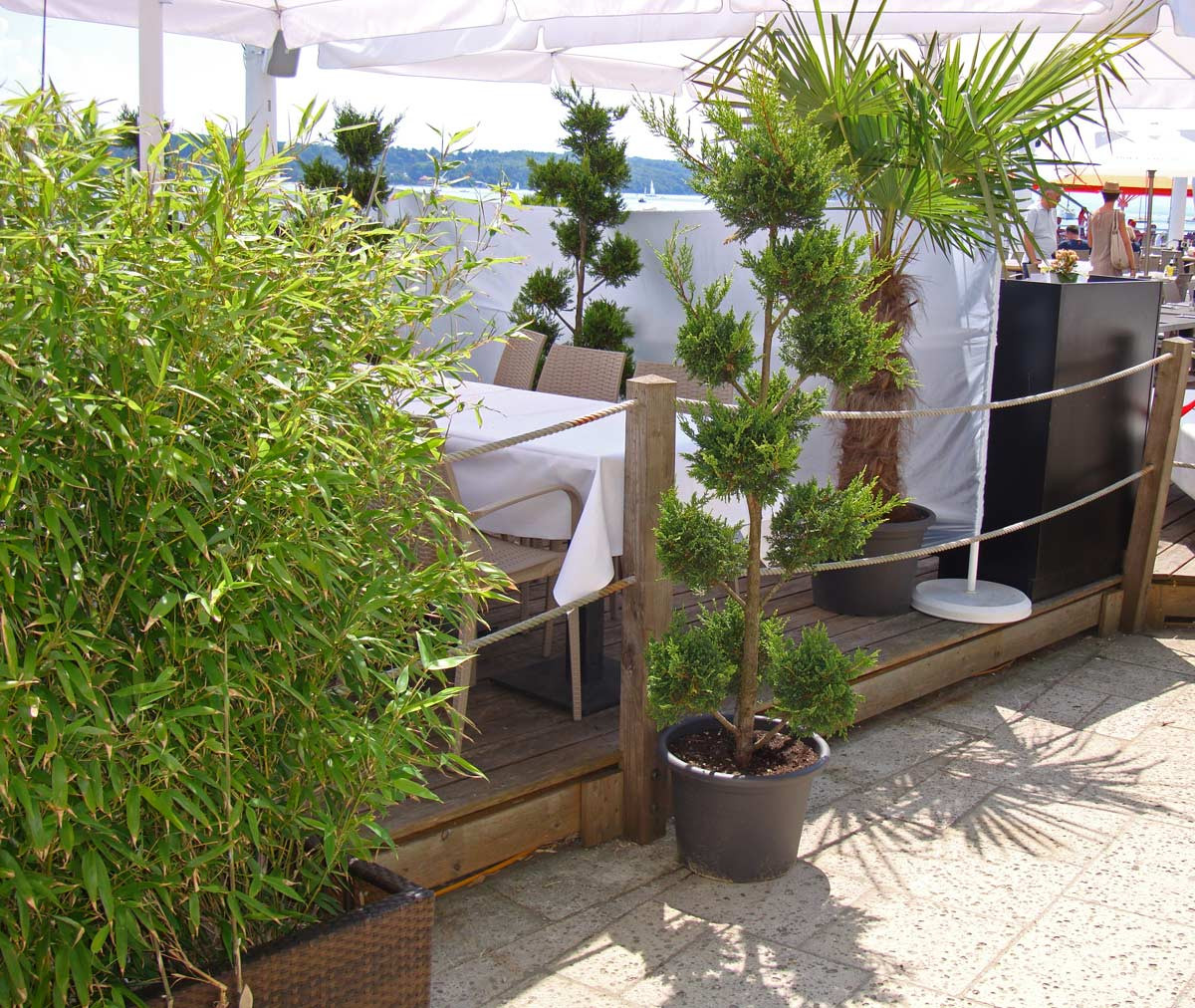 Sichtschutz Terrasse Pflanzen
 Bambus als Sichtschutz für Terasse und Balkon