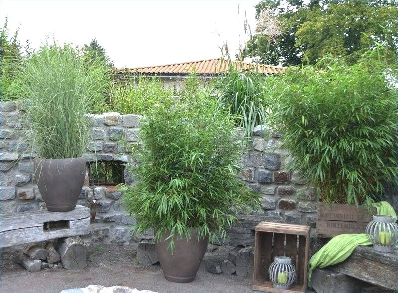 Sichtschutz Terrasse Pflanzen
 Pflanzen Sichtschutz Ganzjahrig Sichtschutz Aus Pflanzen