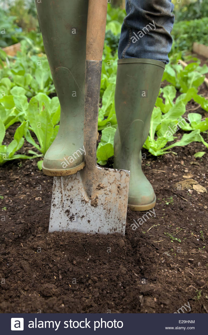 Spaten Garten
 Frau Graben mit dem Spaten im Garten und trägt Jeans und