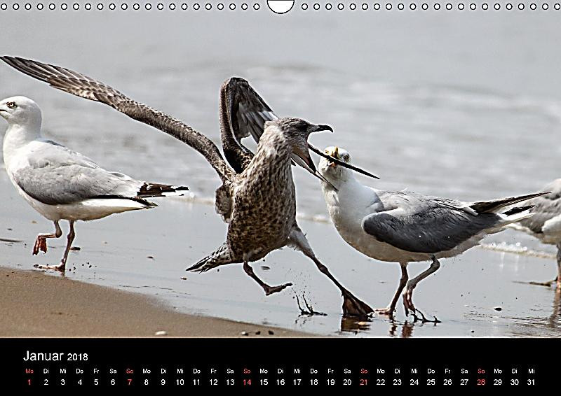 Spontane Geschenke
 Spontane Fotografie Möwen Wandkalender 2018 DIN A3 quer