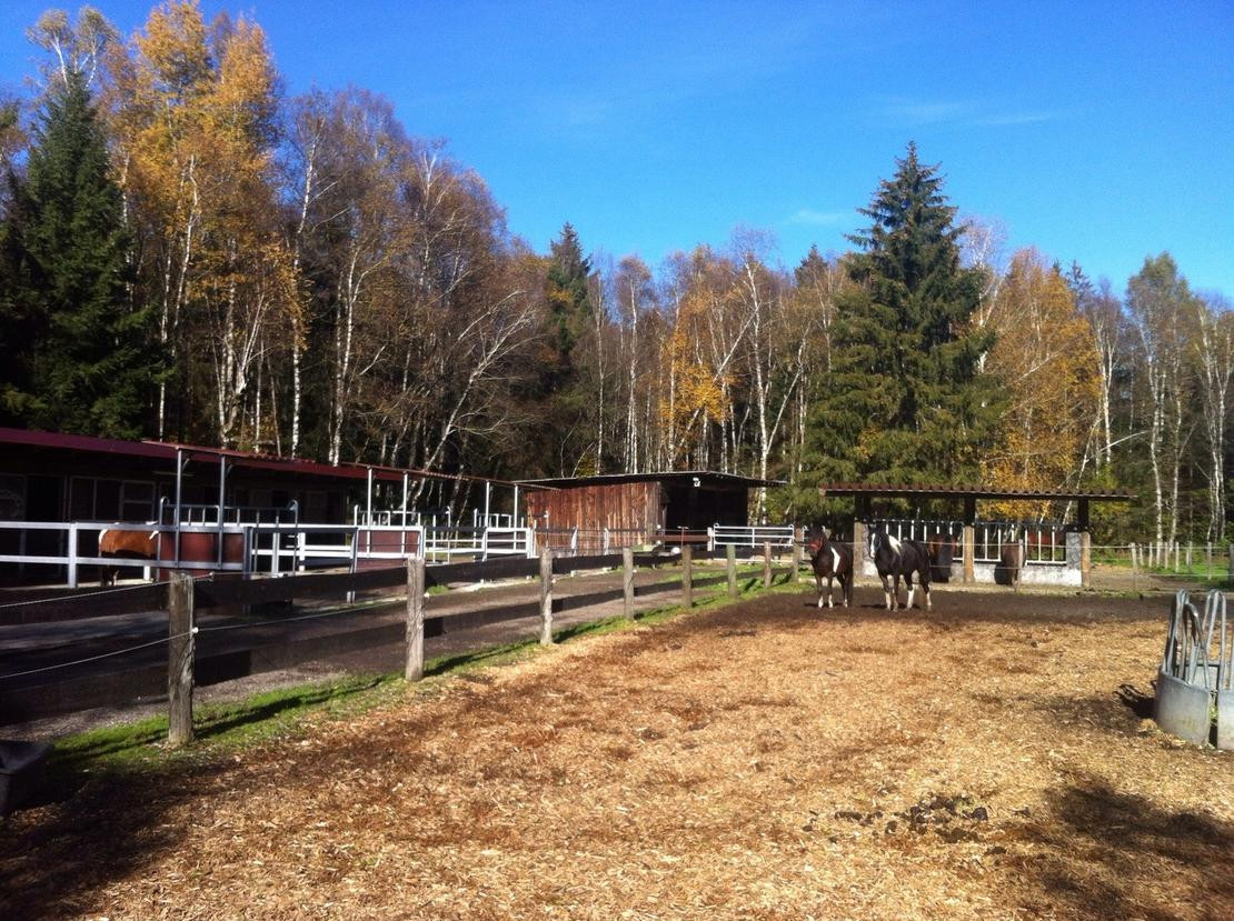 Stall Frei
 Freizeitstall hat Plätze frei mit freien Stallplätzen oder