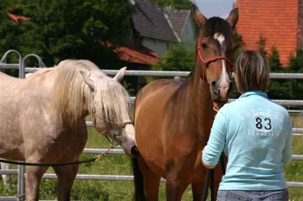 Stute Decken
 Ablauf Team