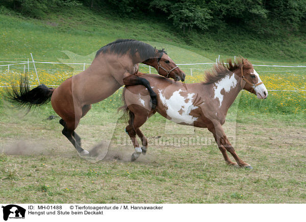 Stute Decken
 MH Hengst und Stute beim Deckakt stallion mating