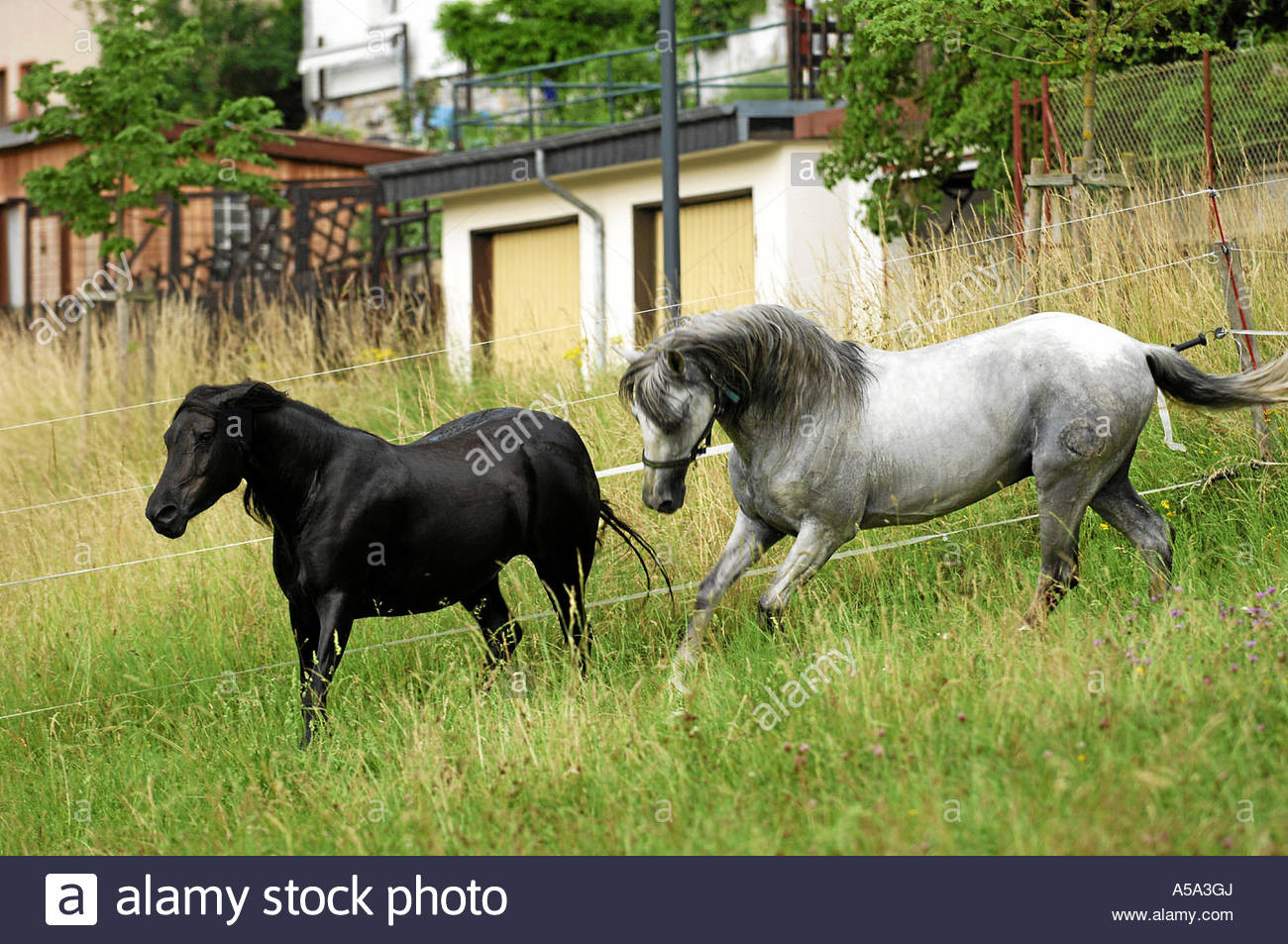 Stute Decken
 pre hengst und partbreed andalusier x araber stute freies