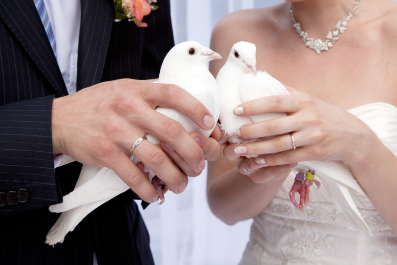 Tauben Für Hochzeit
 Hochzeitstauben – ein romantisches Ritual