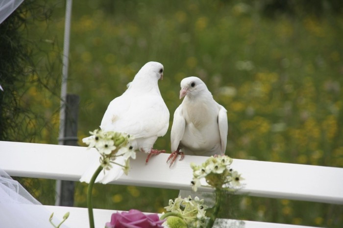 Tauben Für Hochzeit
 Tauben zur Hochzeit sind bestimmt ein Glücksbringer