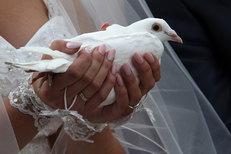 Tauben Für Hochzeit
 Tauben Hochzeit