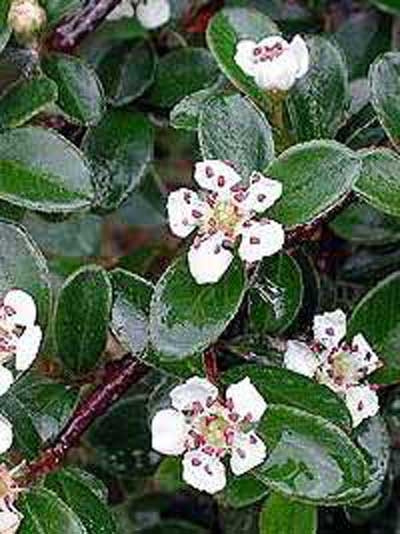 Teppich Zwergmispel
 Cotoneaster dammeri Coral Beauty Teppich Zwergmispel