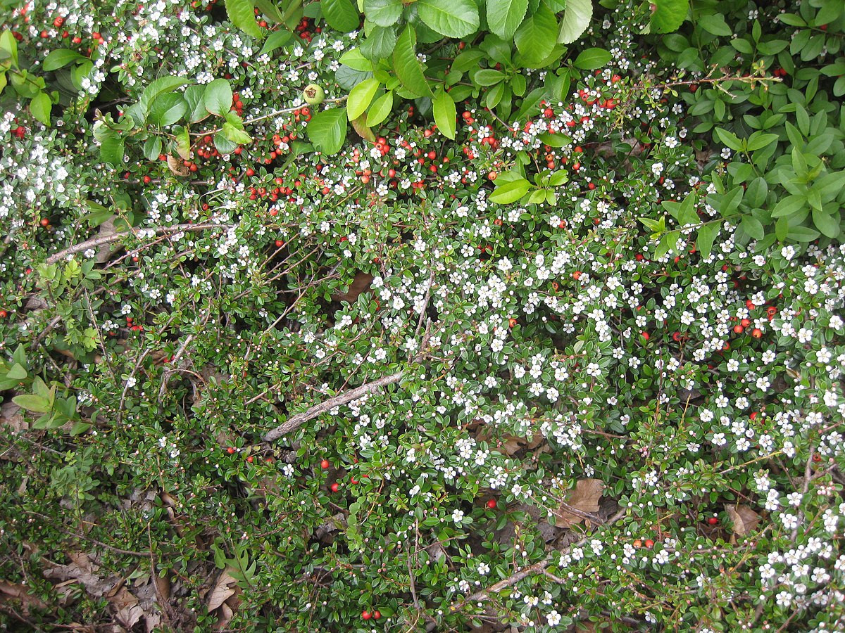 Teppich Zwergmispel
 Teppich Zwergmispel Cotoneaster dammeri in Ruhland