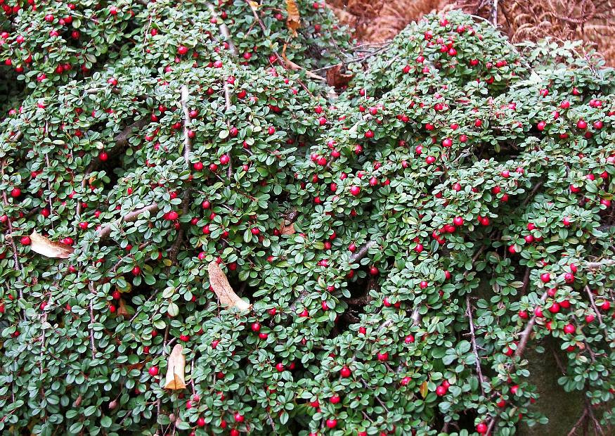 Teppich Zwergmispel
 Cotoneaster Dammeri Streibs Findling Teppich Zwergmispel