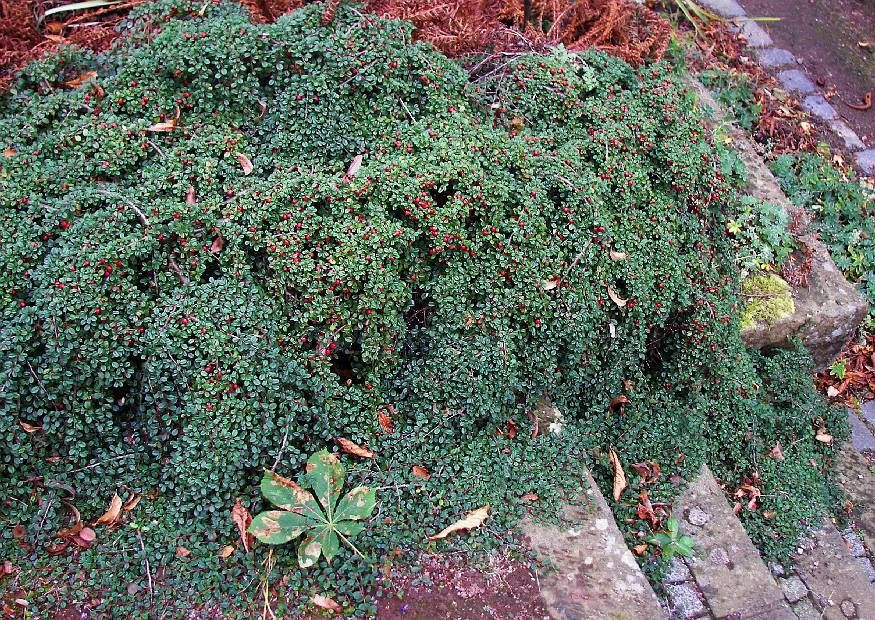 Teppich Zwergmispel
 Cotoneaster Dammeri Streibs Findling Teppich Zwergmispel