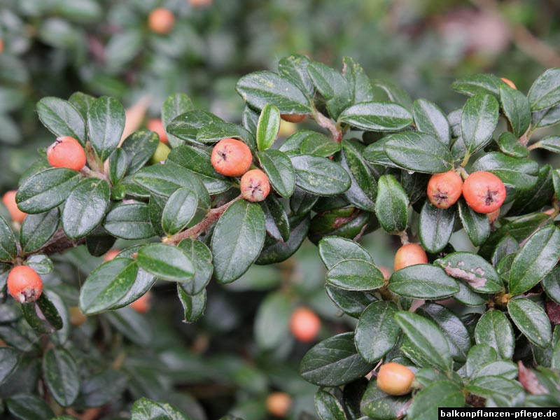 Teppich Zwergmispel
 Teppich Zwergmispel Cotoneaster dammeri › Balkonpflanzen