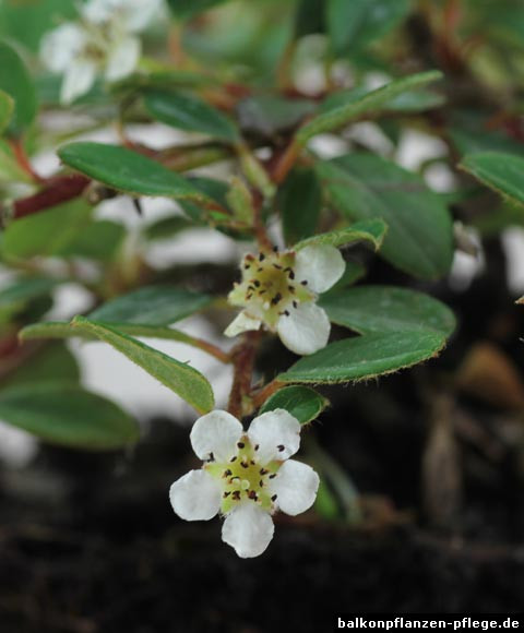 Teppich Zwergmispel
 Teppich Zwergmispel Cotoneaster dammeri › Balkonpflanzen