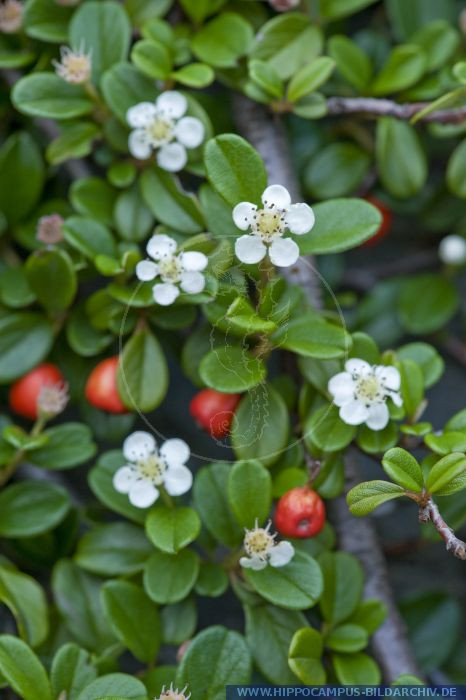 Teppich Zwergmispel
 Cotoneaster dammeri alias Teppich Zwergmispel