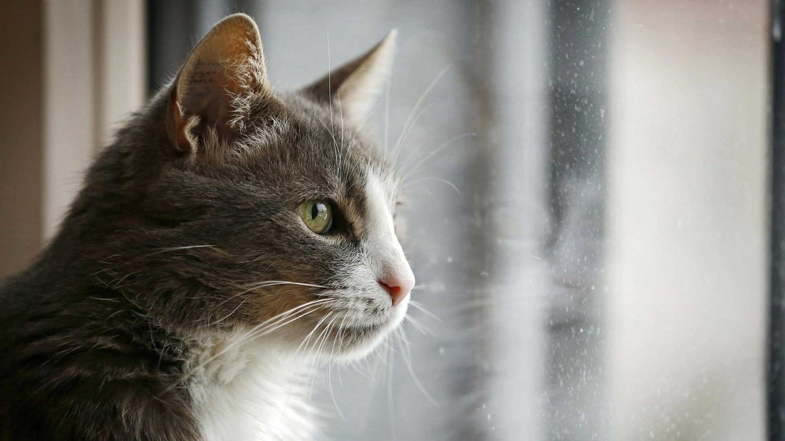 Tiere Suchen Ein Zu Hause
 Verhaltensauffällige Katzen Tiere suchen ein Zuhause
