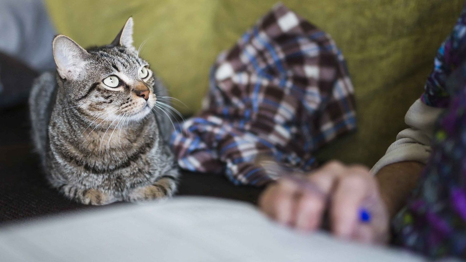 Tiere Suchen Ein Zuhause
 Seniorenkatzen für Senioren Tiere suchen ein Zuhause