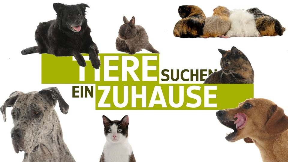 Tiere Suchen Ein Zuhause
 Die Tiere aus allen Sendungen Alle Tiere Tiere suchen