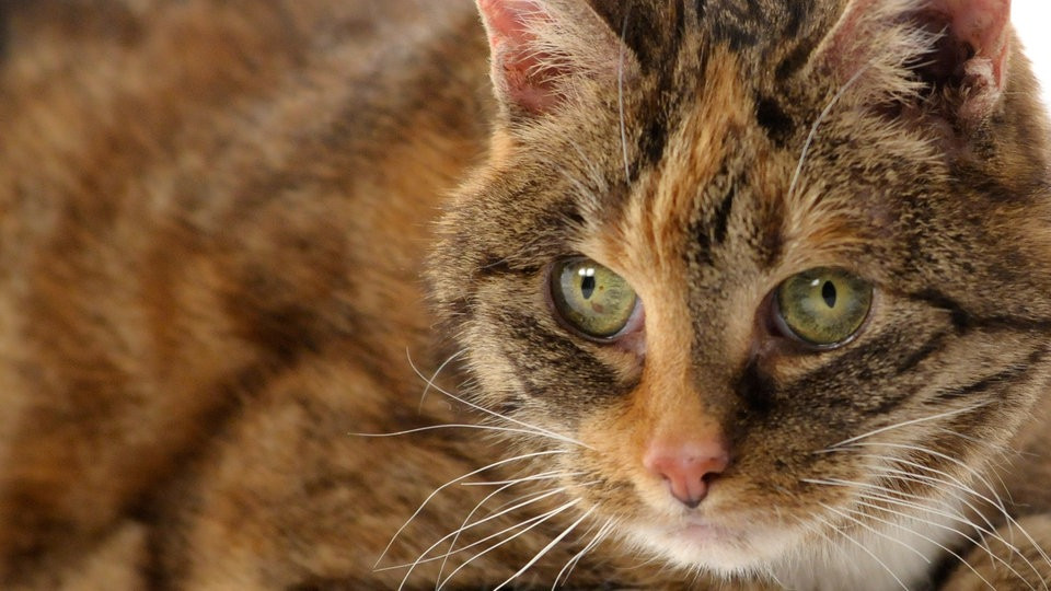 Tiere Suchen Ein Zuhause
 Vermittlungsbilanz Tiere suchen ein Zuhause Fernsehen