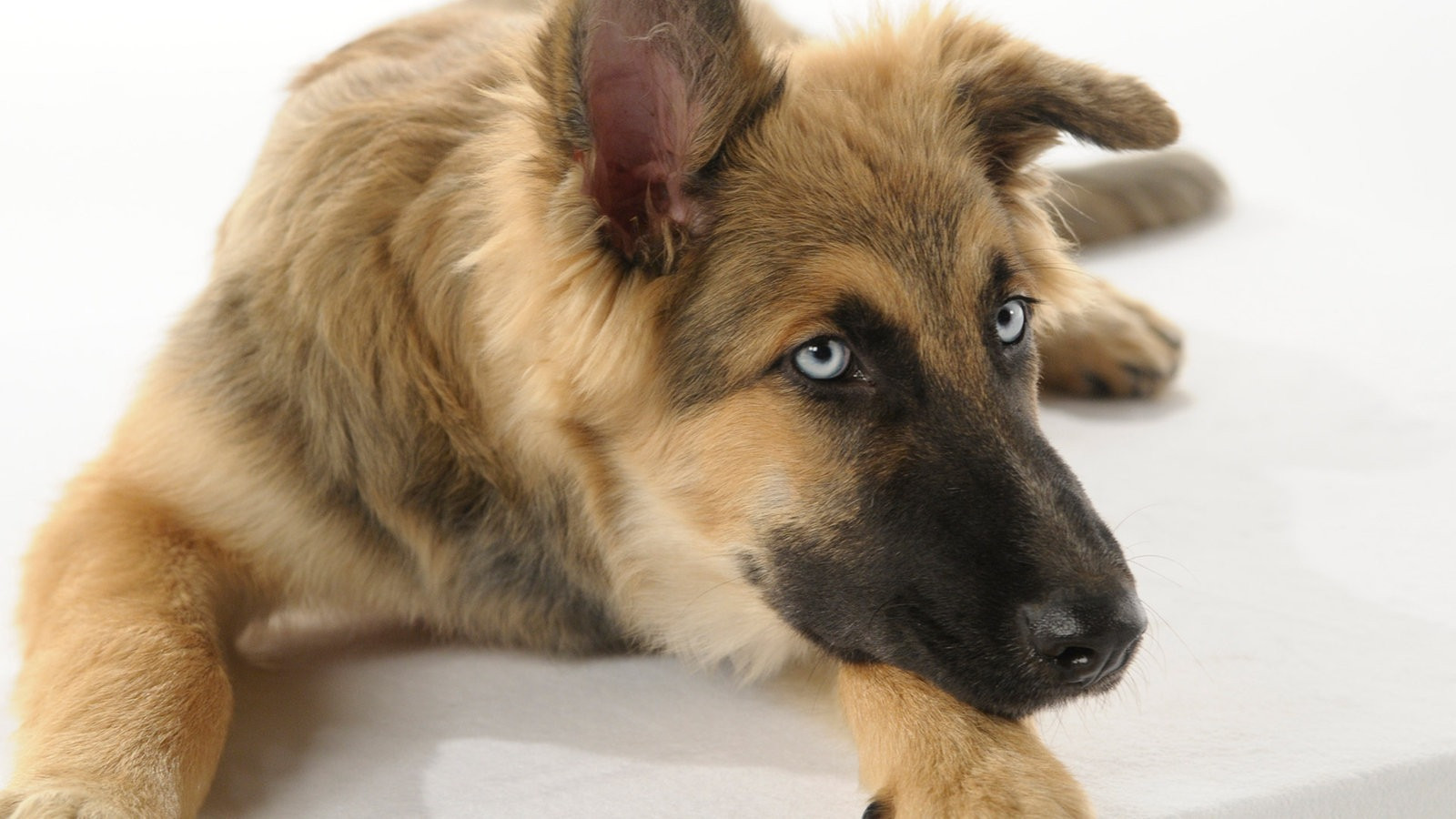 Tiere Suchen Ein Zuhause
 Alle Bildergalerien Tiere suchen ein Zuhause Fernsehen