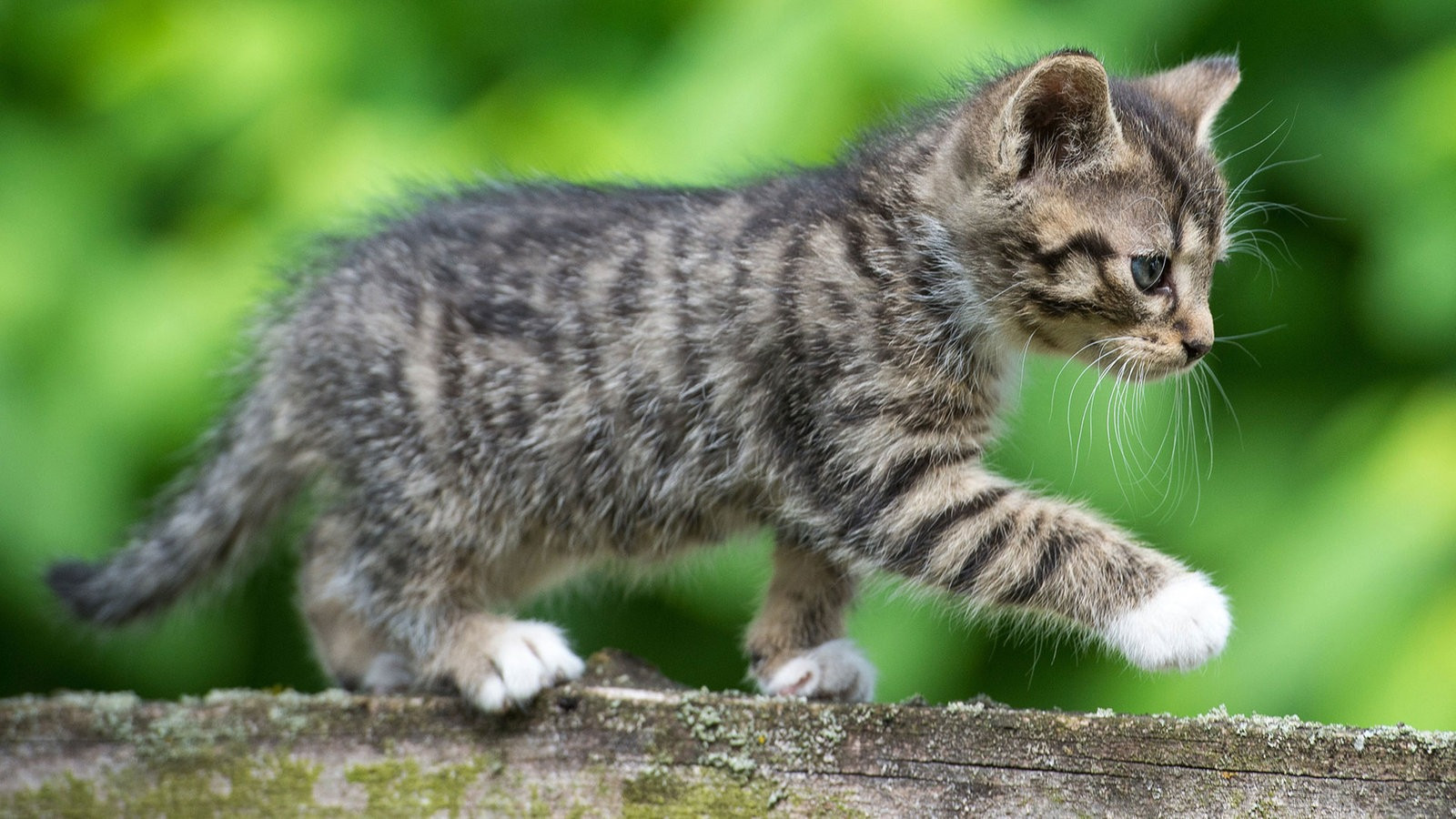 Tiere Suchen Ein Zuhause
 Tiere suchen ein Zuhause vom 22 Juli 2018 Alle