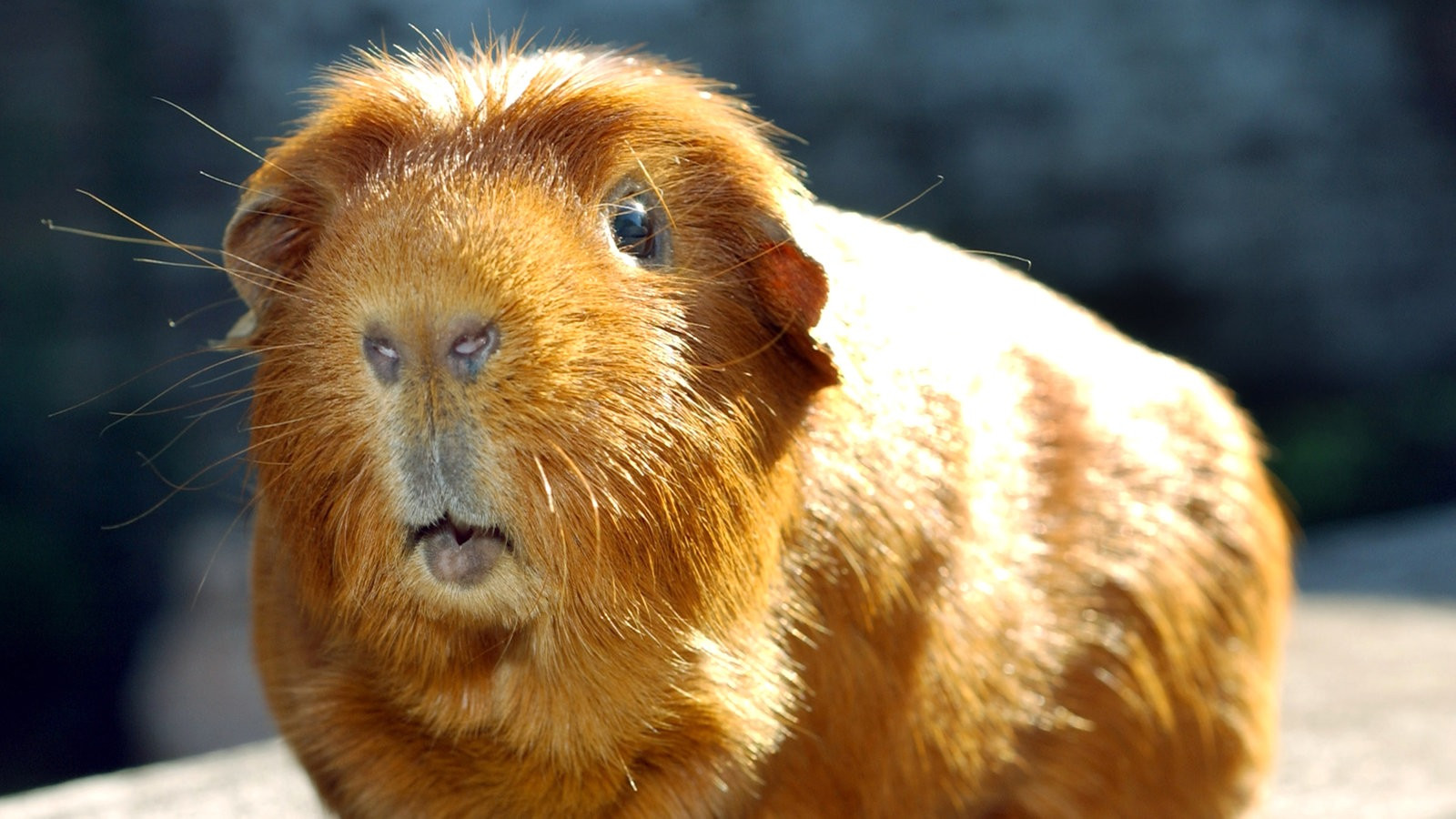 Tiere Suchen Ein Zuhause
 Tiere suchen ein Zuhause Fernsehen WDR