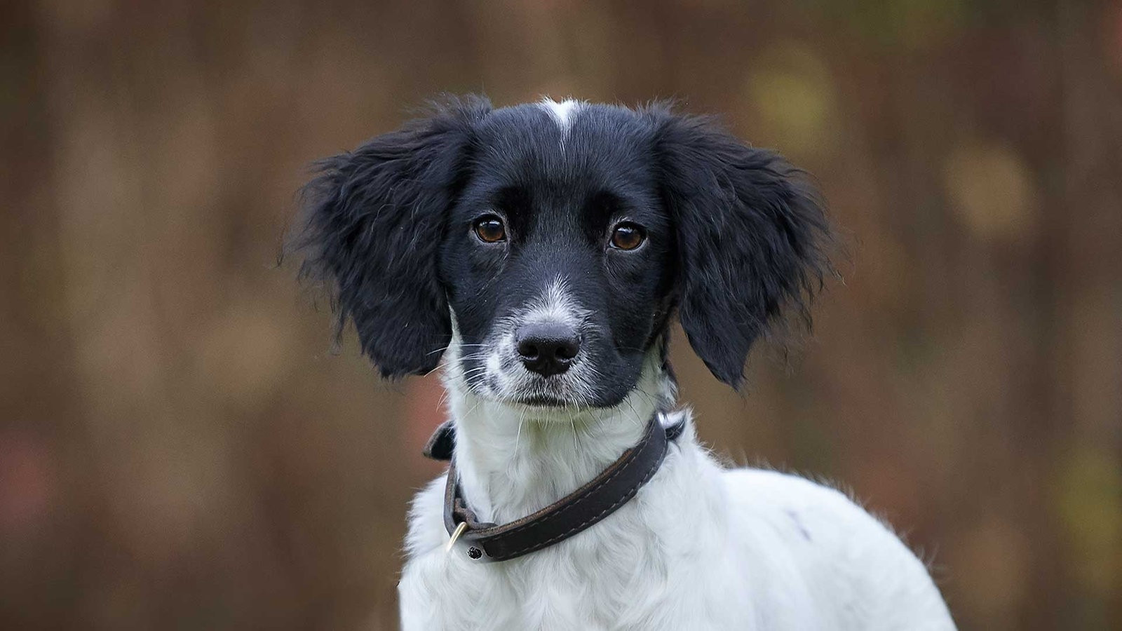 Tiere Suchen Ein Zuhause
 Zora – Galgo Hilfe Tiere suchen ein Zuhause Fernsehen