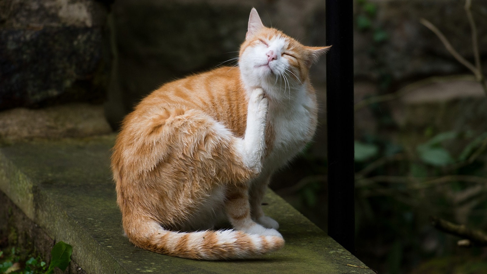 Tiere Suchen Ein Zuhause
 Tiere suchen ein Zuhause Fernsehen WDR