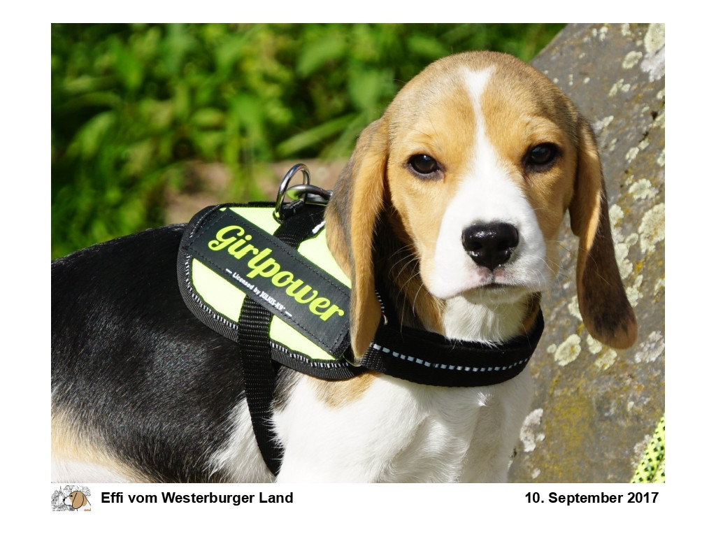 Tierisch Tolle Geschenke
 Julius K9 Wunschlogo Julius K9 Wunschlogos Tierisch