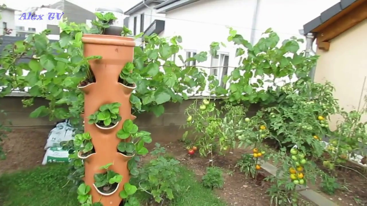 Vertikal Garten
 Erdbeeren im Rohr Vertikale Garten