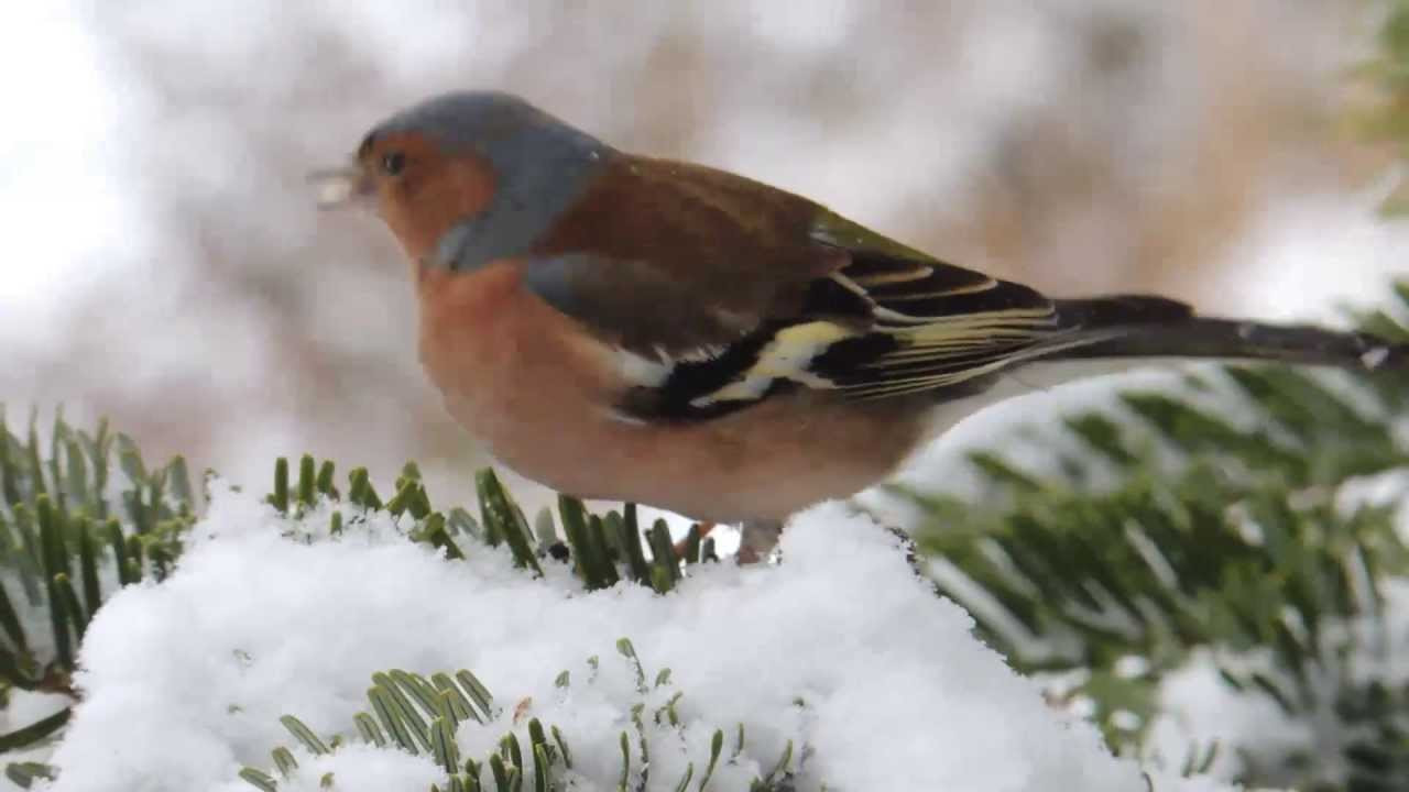Vögel Im Garten
 Vögel im winterlichen Garten