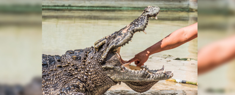 Vor Der Hochzeit
 Kurz vor der Hochzeit Krokodil beißt Frau den Arm ab sie