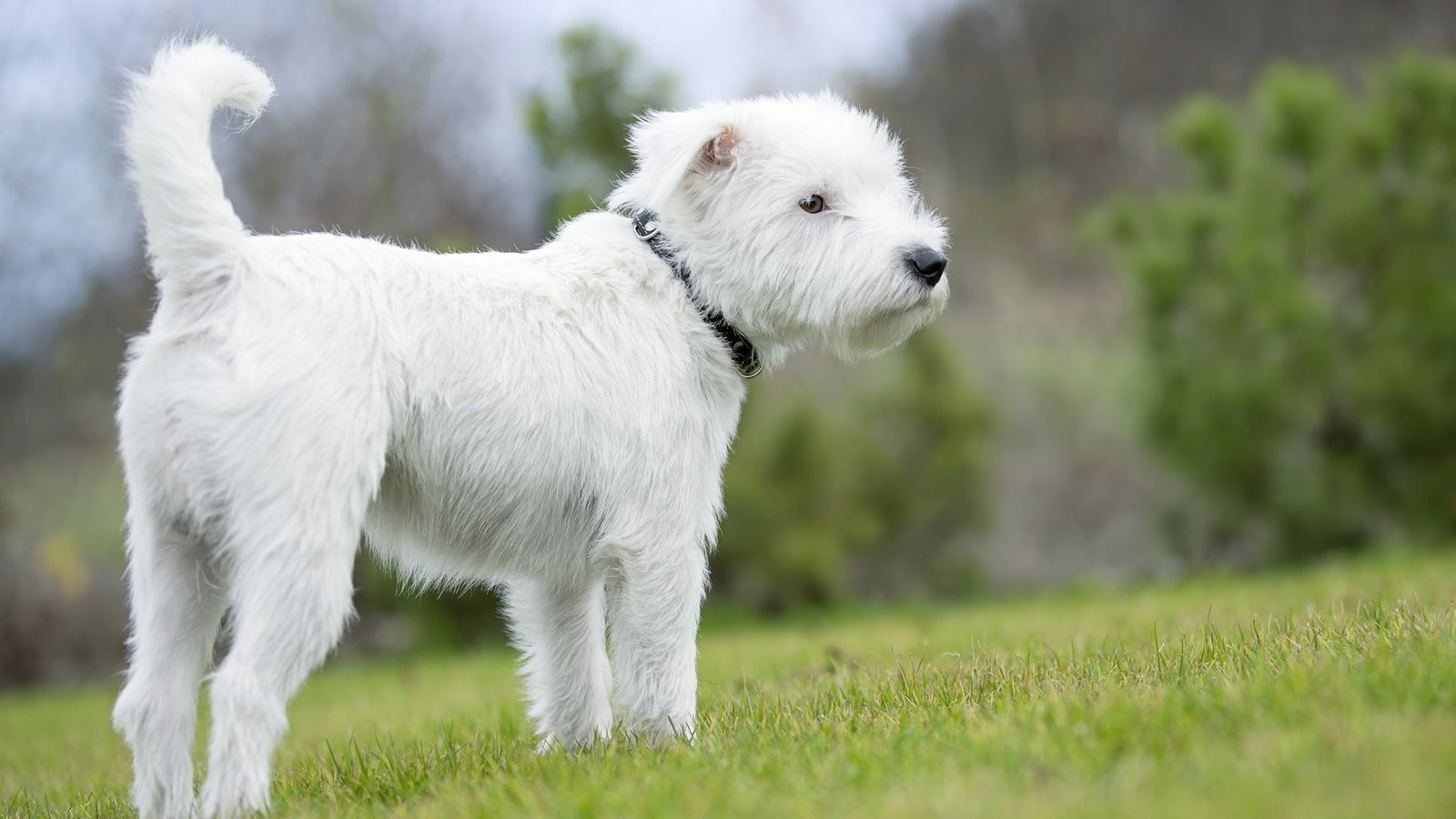 Wdr Tiere Suchen Ein Zuhause
 Tiere suchen ein Zuhause Fernsehen WDR