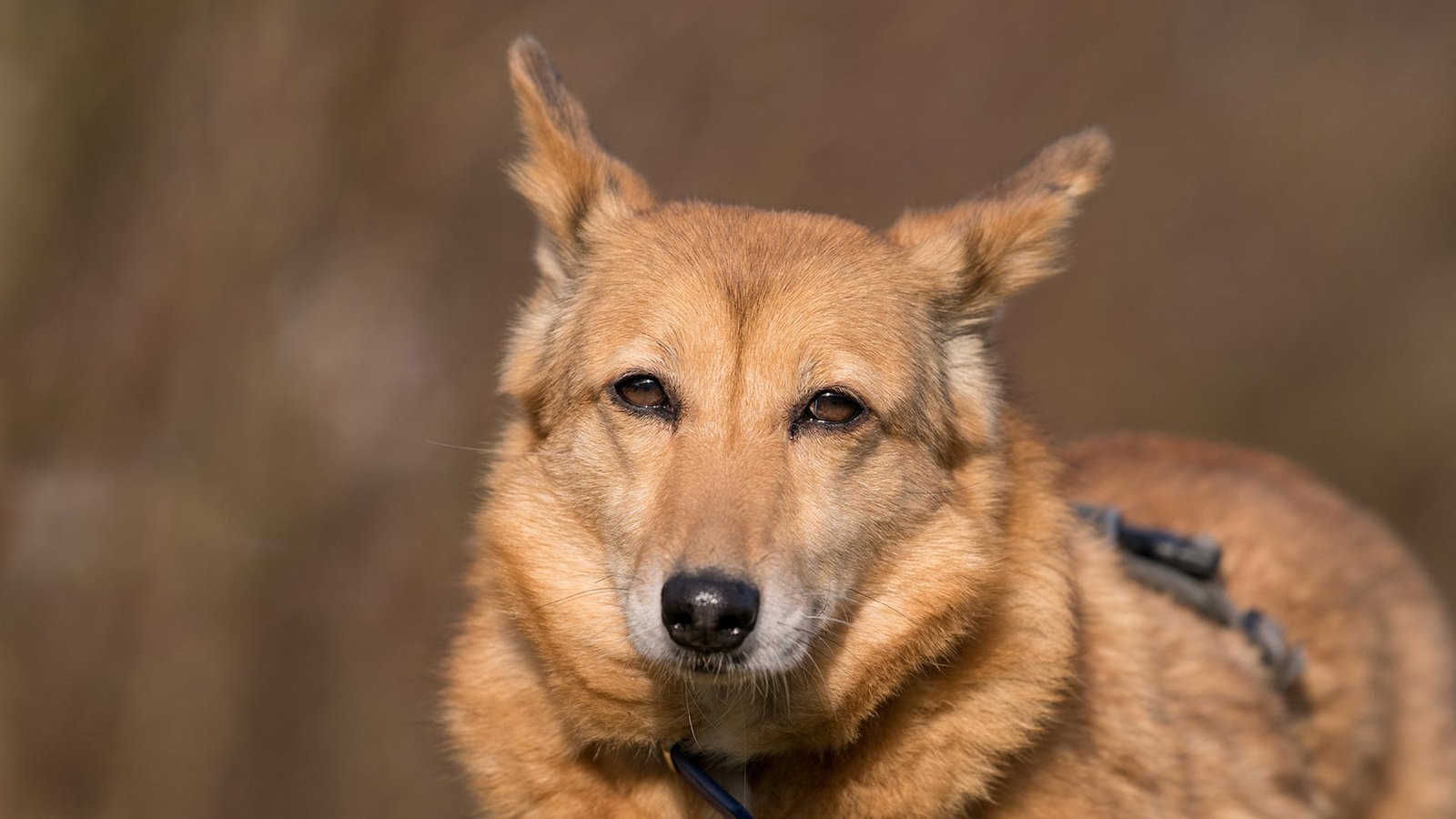 Wdr Tiere Suchen Ein Zuhause
 Karla – kleine Hündin mit Chefqualitäten Tiere suchen