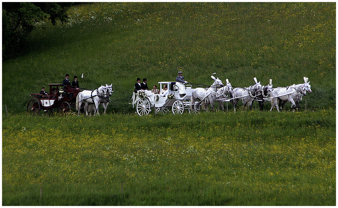 Weiße Hochzeit
 Weiße Hochzeit Kutsche von Alberts Fotografie Galerie