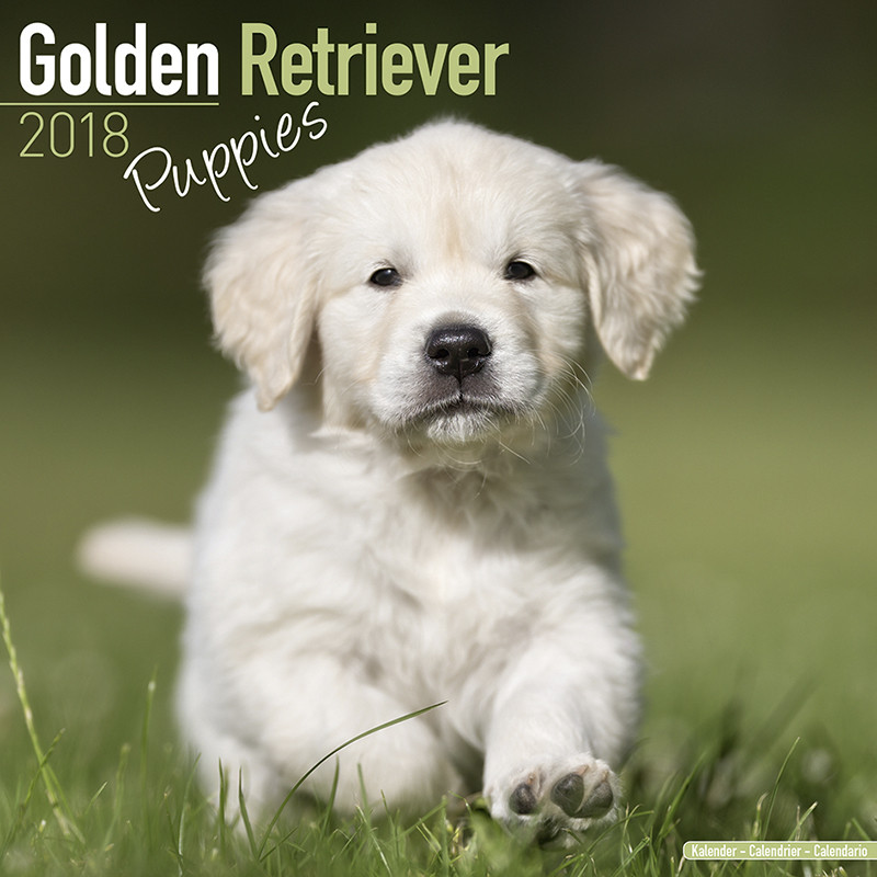 Welpen Geschenke Gratis
 Hundekalender Golden Retriever Welpen Hundekalender 2018