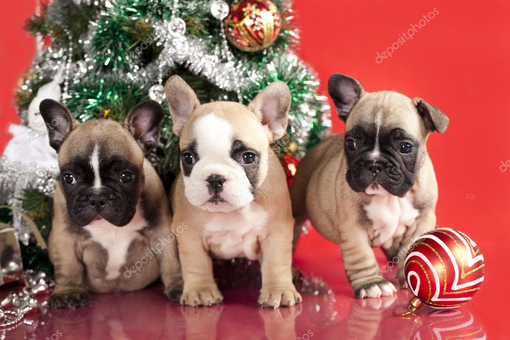Welpen Geschenke Gratis
 Französische Bulldogge Welpen Geschenke Weihnachten Ball
