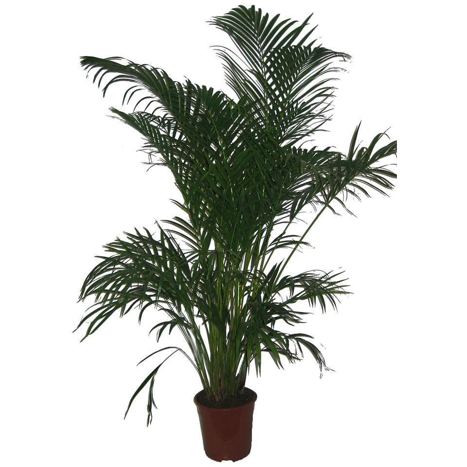 Winterharte Palmen Für Den Garten
 Pflegeleichte Zimmerpflanzen Groß – Wohn design