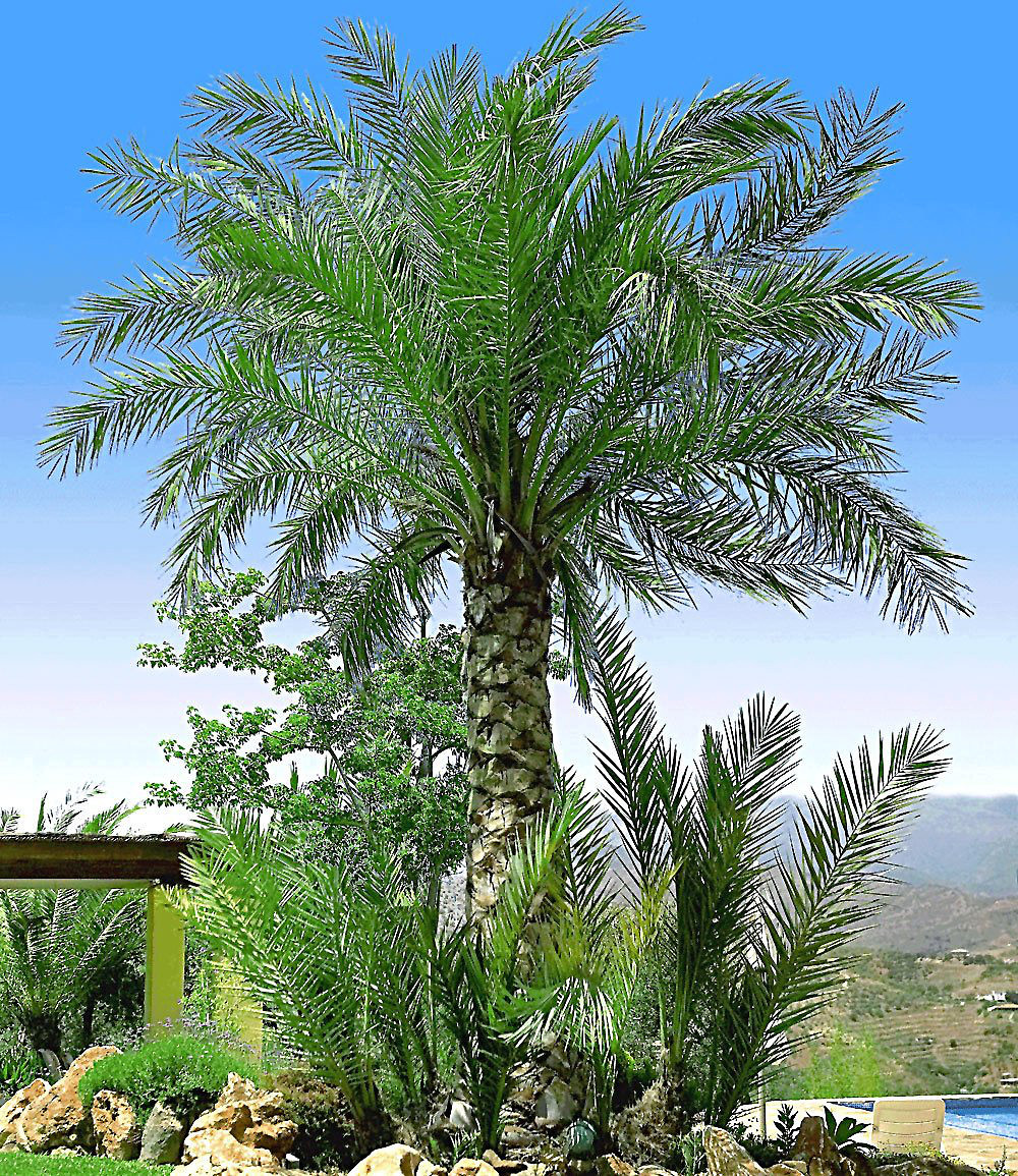 Winterharte Palmen Für Den Garten
 Winterharte Palmen Sortiment zum Vorteilspreis 2 Pflanzen