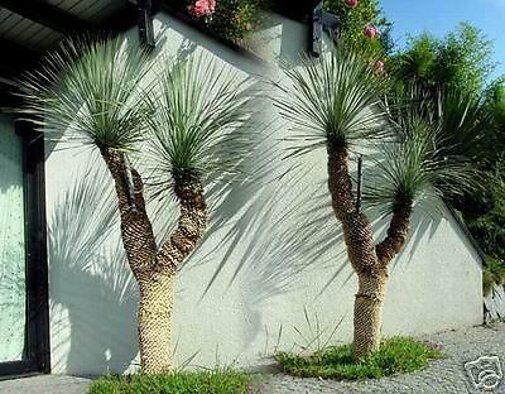 Winterharte Palmen Für Den Garten
 Yucca rostrata Sehr schöne winterharte Palmen für den