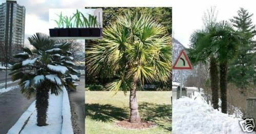 Winterharte Palmen Für Den Garten
 3 verschiedene winterharte stammbildende Palmen für den
