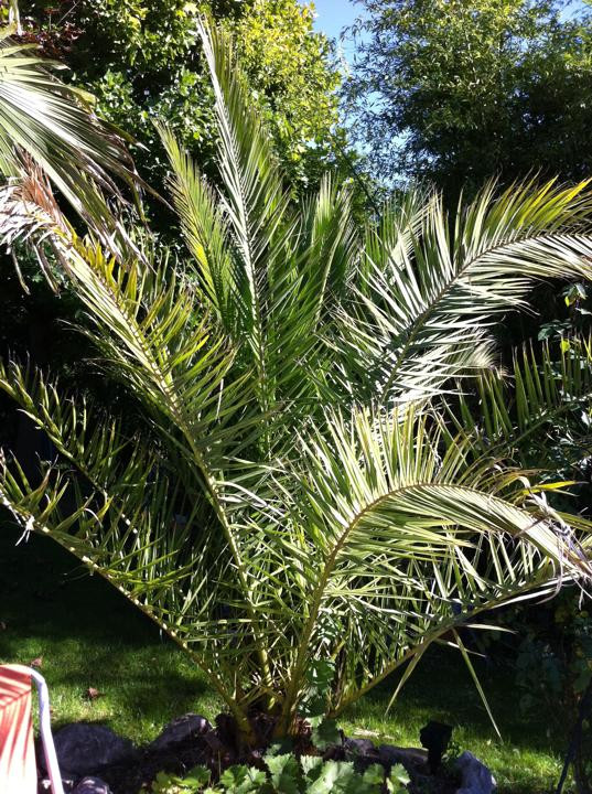 Winterharte Palmen Für Den Garten
 Die richtige Palme für den Garten kaufen