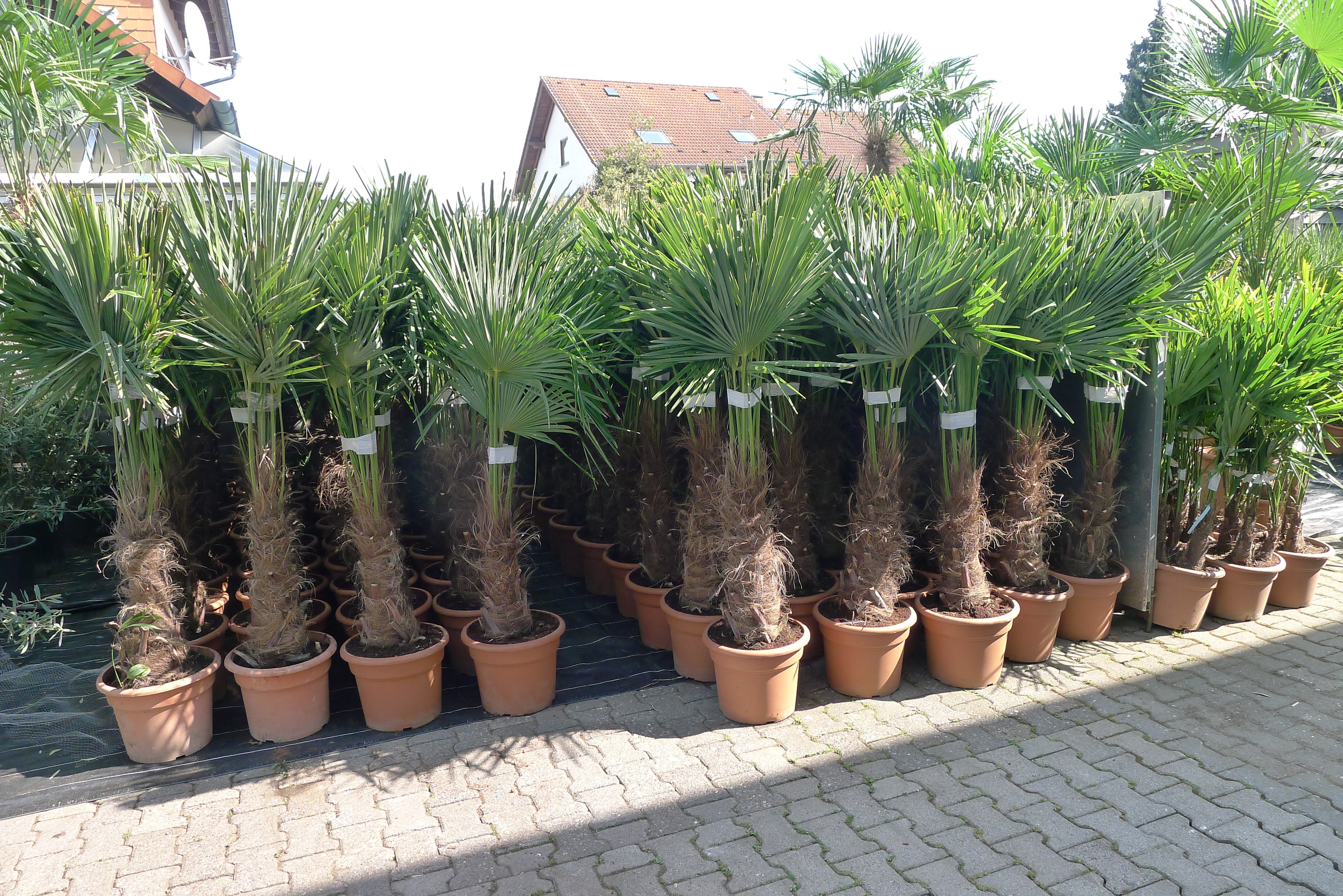 Winterharte Palmen Für Den Garten
 PalmenLager Pflanzenversand & Lagerverkauf