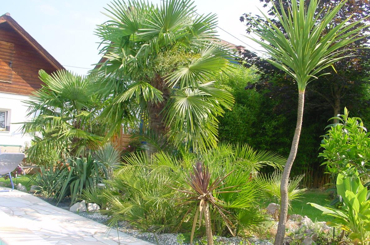 Winterharte Palmen Für Den Garten
 Winterharte Palmen im Garten pflanzen Pflanzenfreunde