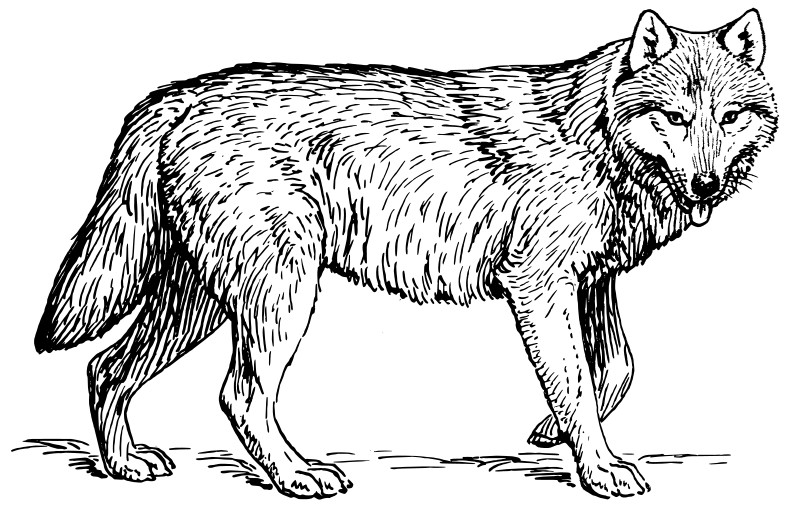 Wolf Ausmalbilder
 Ausmalbilder für Kinder Malvorlagen und malbuch