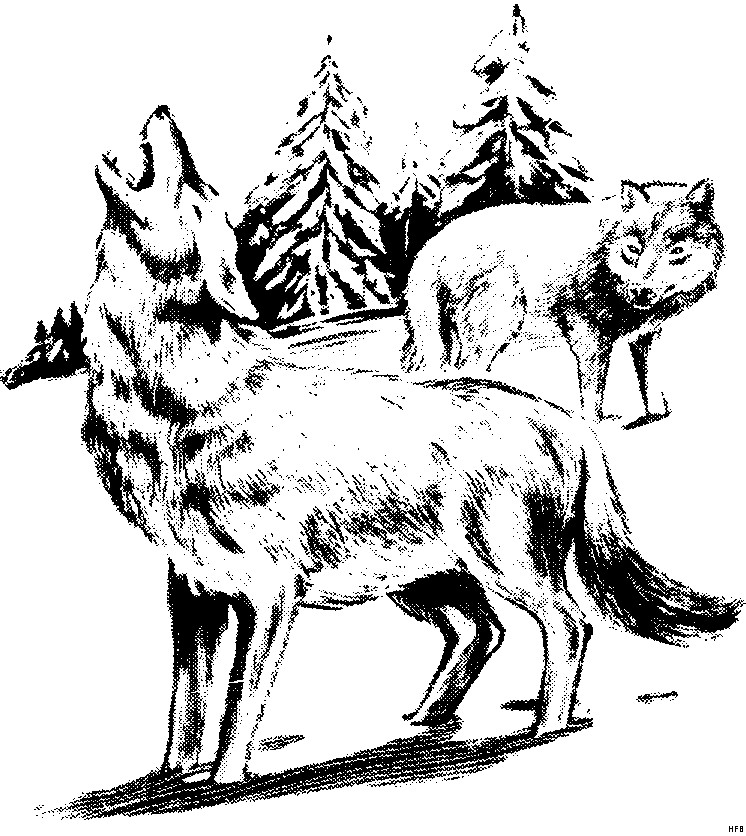Wölfe Ausmalbilder
 Woelfe Heulend Ausmalbild & Malvorlage Tiere