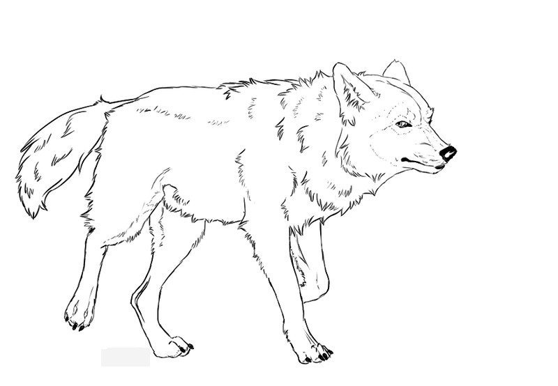 Wölfe Ausmalbilder
 Ausmalbilder Wolf zum Ausdrucken Malvorlagentv
