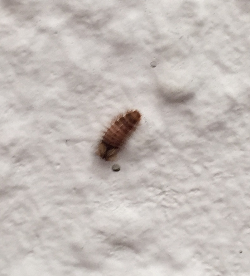 Würmer In Der Wohnung
 Komisches Insekt an der Wand Was ist das Wohnung