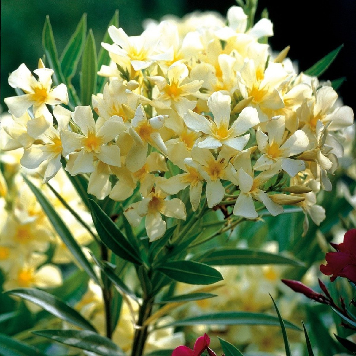 Www Tom Garten De
 Oleander gelb online kaufen & bestellen