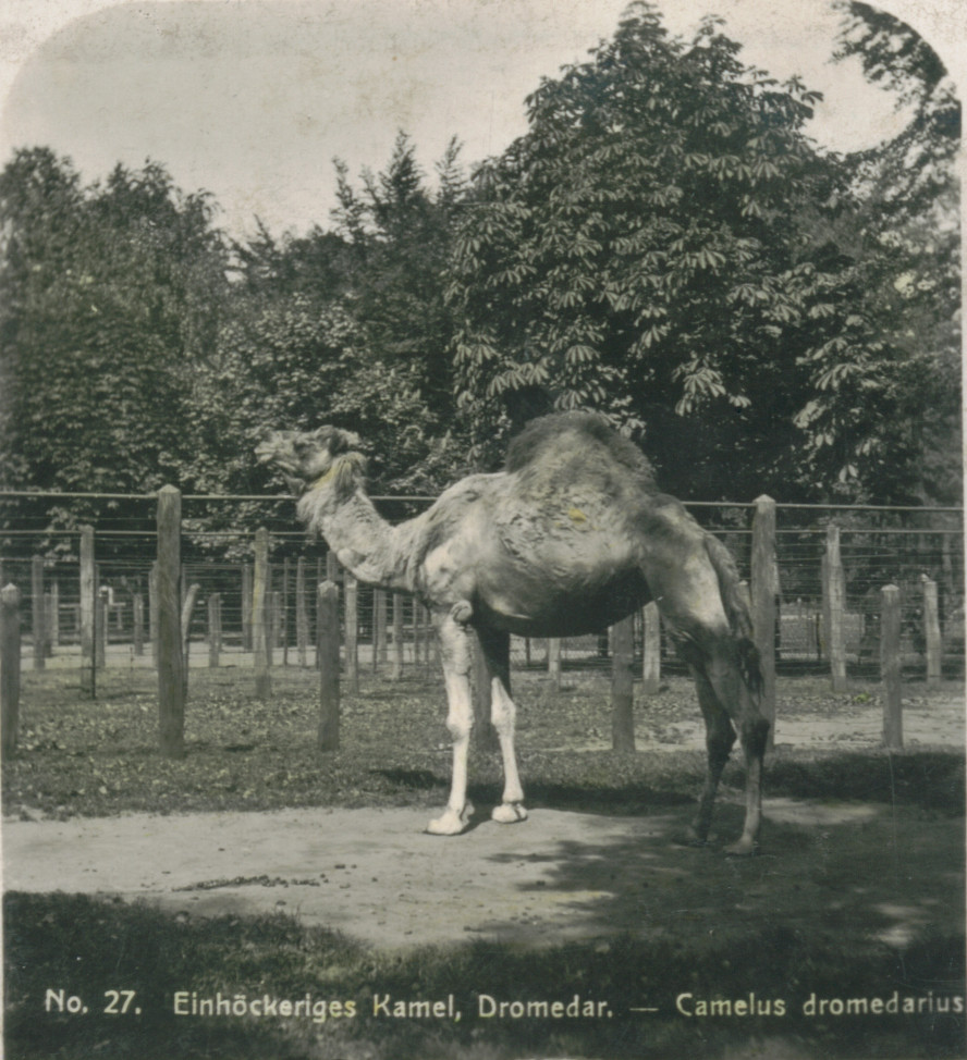 Zoologischer Garten Hamburg
 Zoologischer Garten zu Hamburg