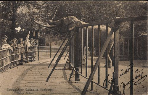 Zoologischer Garten Hamburg
 Zoologischer Garten in Hamburg Elefant "Anton